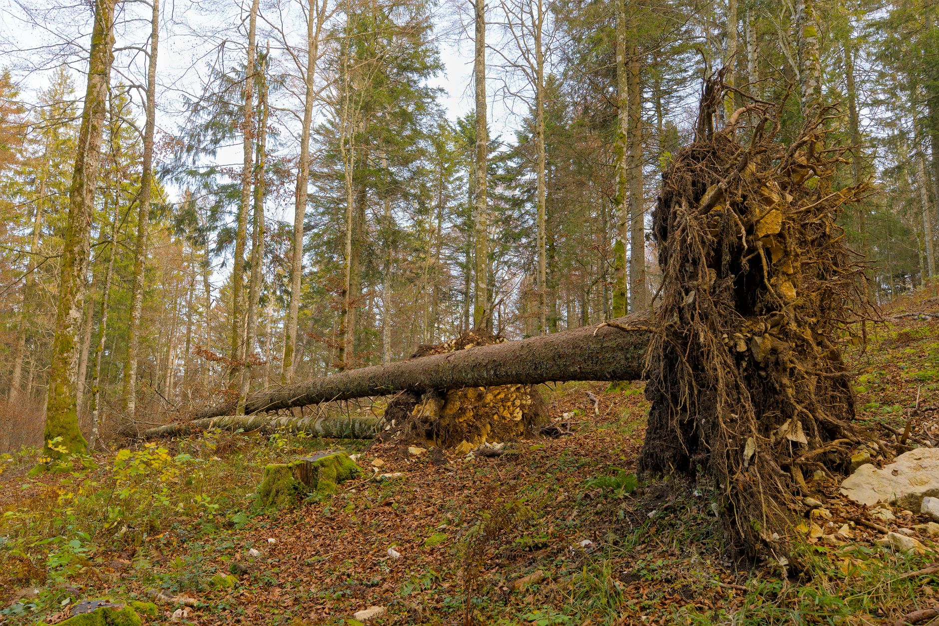 Enlèvement arbre urgence équipe à Strasbourg